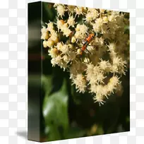 蜜蜂-空若网 蜜蜂-空若网