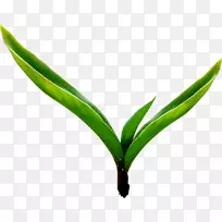 生机勃勃的绿叶-空若网 生机勃勃的绿叶-空若网