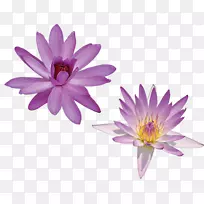 ˮ�ٺ�-������