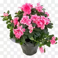 花束植物粉红色花杜鹃花-空若网 花束植物粉红色花杜鹃花-空若网