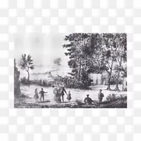 园林白树-空若网 园林白树-空若网