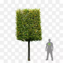 欧洲角梁树篱花园箱树-空若网 欧洲角梁树篱花园箱树-空若网