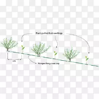 草系艺术叶植物茎鸽子豌豆-空若网 草系艺术叶植物茎鸽子豌豆-空若网