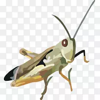 蝗虫病媒甲虫-空若网 蝗虫病媒甲虫-空若网