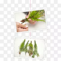 圣诞装饰品松树家族-松树枝创意-空若网 圣诞装饰品松树家族-松树枝创意-空若网