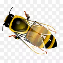 西方蜜蜂昆虫剪贴画-讨厌的苍蝇-空若网 西方蜜蜂昆虫剪贴画-讨厌的苍蝇-空若网