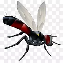 昆虫翼蝶蜻蜓-可怕的苍蝇-空若网 昆虫翼蝶蜻蜓-可怕的苍蝇-空若网