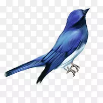 白翅鸟澳大利亚泥巢鸟-空若网 白翅鸟澳大利亚泥巢鸟-空若网