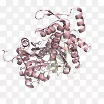 无脊椎动物手指明胶-人智人-空若网 无脊椎动物手指明胶-人智人-空若网