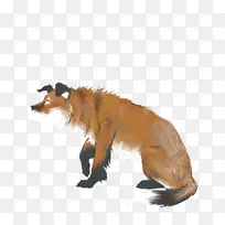 红狐澳大利亚牧羊犬敏捷性-狐狸-空若网 红狐澳大利亚牧羊犬敏捷性-狐狸-空若网