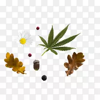 Ҷ��ҵ���񲩿�-Ҷ-������