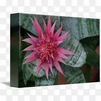 开花植物野花一年生植物园-空若网 开花植物野花一年生植物园-空若网