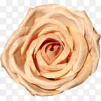 ��԰õ��ɳ̲õ���л���Զ����-õ�廨-������