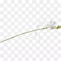 花瓣叶植物茎系开花植物-叶-空若网 花瓣叶植物茎系开花植物-叶-空若网