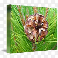 松树开花植物野花科-松树水彩-空若网 松树开花植物野花科-松树水彩-空若网