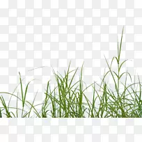 图标草-空若网 图标草-空若网