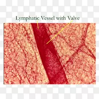 淋巴管淋巴系统淋巴结组织学-空若网 淋巴管淋巴系统淋巴结组织学-空若网