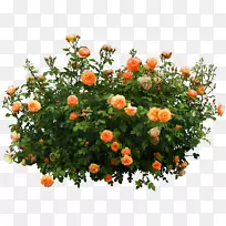 灌木花橙花园装饰-空若网 灌木花橙花园装饰-空若网