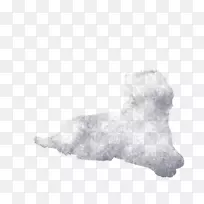 犬种鼻子白狗-空若网 犬种鼻子白狗-空若网