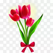 边花郁金香-空若网 边花郁金香-空若网