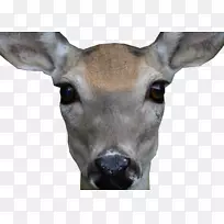 白尾鹿,鹿角,鼻子,脸鹿-空若网 白尾鹿,鹿角,鼻子,脸鹿-空若网