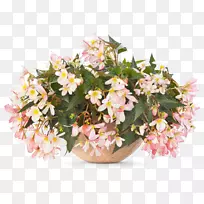 �ﺣ����ʹ�ٲ�һ����ֲ�ﻨ-������