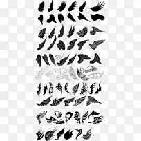 鸟类绘制-多种翅膀采集-空若网 鸟类绘制-多种翅膀采集-空若网