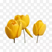 郁金香切花黄郁金香-空若网 郁金香切花黄郁金香-空若网