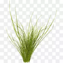 大宗商品散装香根草-鹅妈妈-空若网 大宗商品散装香根草-鹅妈妈-空若网