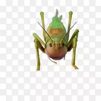 昆虫蝴蝶caelifera下载-黄绿色蝗虫-空若网 昆虫蝴蝶caelifera下载-黄绿色蝗虫-空若网