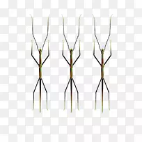 服装配件对称材料图案.三只蚱蜢插图-空若网 服装配件对称材料图案.三只蚱蜢插图-空若网