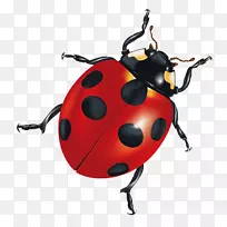 昆虫android应用程序包剪贴画.瓢虫-空若网 昆虫android应用程序包剪贴画.瓢虫-空若网