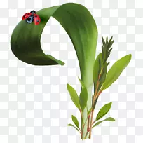 昆虫瓢虫欧式瓢虫-空若网 昆虫瓢虫欧式瓢虫-空若网