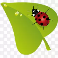 贝鲁0161基昆虫剪贴画-瓢虫-空若网 贝鲁0161基昆虫剪贴画-瓢虫-空若网