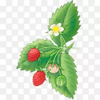 �������ǲ�ݮ�ֱ�����ˮ����ݮ-������