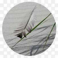 羽毛-羽毛-空若网 羽毛-羽毛-空若网