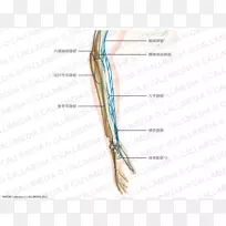 手指前臂静脉肘手-空若网 手指前臂静脉肘手-空若网