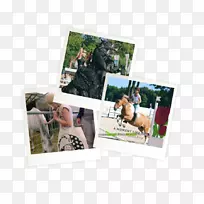 ��Ӱֽ�����Ӱ.������-������