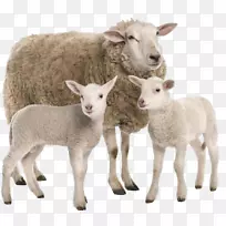 畜牧兽医-马-空若网 畜牧兽医-马-空若网