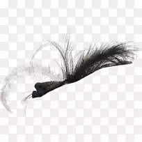 羽毛白羽-空若网 羽毛白羽-空若网