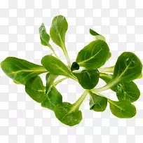 ���մ��̲���Ҷ�߲�-������