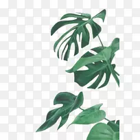 ˮ�ʻ�Ҷֲ���ͼˮ�ʻ�Ҷ-������