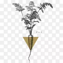 小枝植物茎开花植物-自然选择-空若网 小枝植物茎开花植物-自然选择-空若网