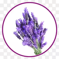 英国薰衣草法国薰衣草切花植物-空若网 英国薰衣草法国薰衣草切花植物-空若网