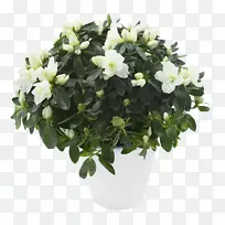 杜鹃花盆景茉莉花灌木杜鹃-空若网 杜鹃花盆景茉莉花灌木杜鹃-空若网