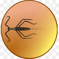 昆虫圆字体-昆虫-空若网 昆虫圆字体-昆虫-空若网