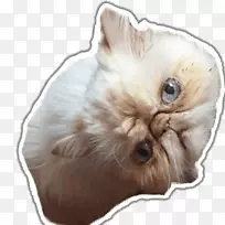 胡须,小猫,狗毛,鼻子-小猫-空若网 胡须,小猫,狗毛,鼻子-小猫-空若网