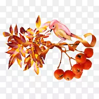 秋八角Изба-читальня浆果橡子-秋天-空若网 秋八角Изба-читальня浆果橡子-秋天-空若网