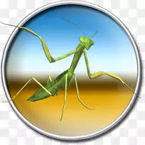 蝗虫螳螂-空若网 蝗虫螳螂-空若网