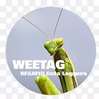 螳螂-空若网 螳螂-空若网